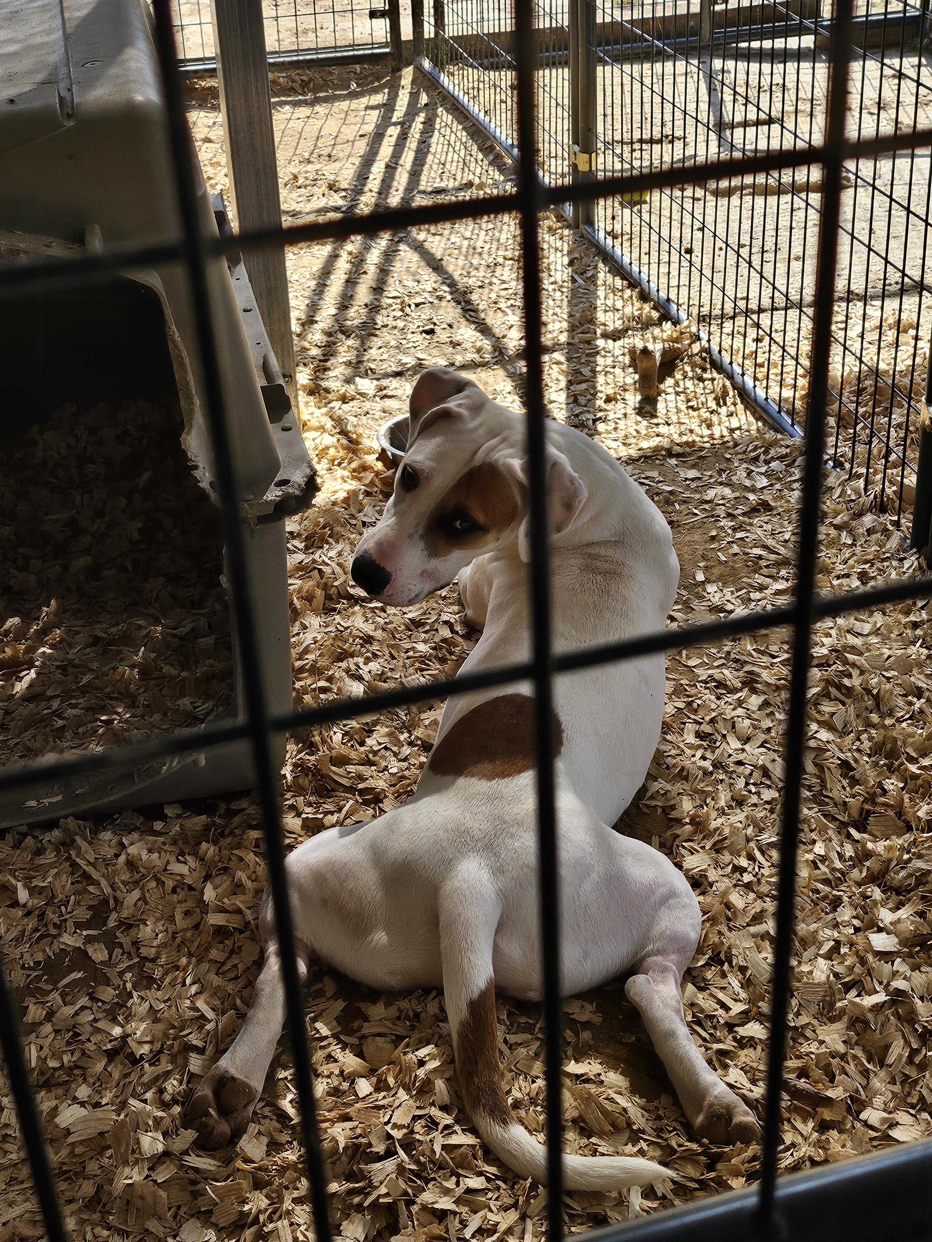 Bowzer aka "Hammie", a Adoptable mixed breed in St. George, SC image 2/2