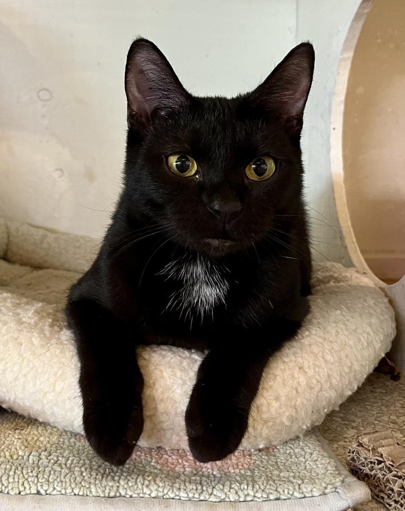 Enlarge Luna, a Adoptable Domestic Short Hair in Bolton, CT image 1/6