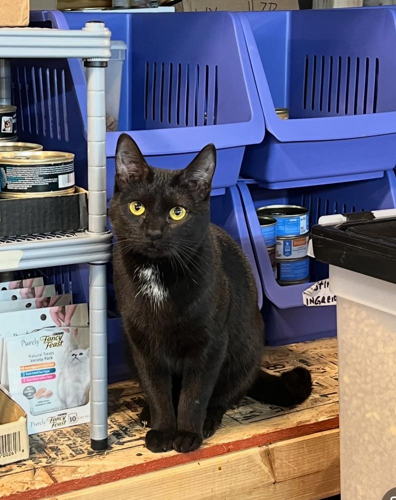 Enlarge Luna, a Adoptable Domestic Short Hair in Bolton, CT image 2/6