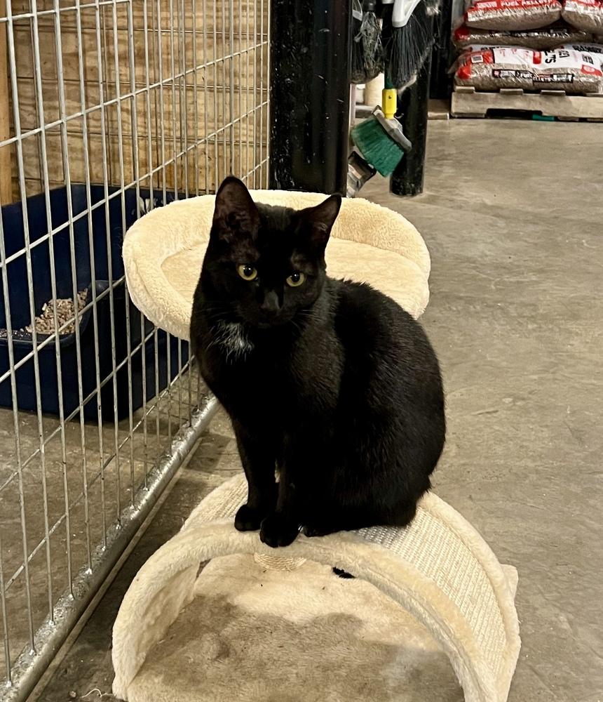 Enlarge Luna, a Adoptable Domestic Short Hair in Bolton, CT image 3/6