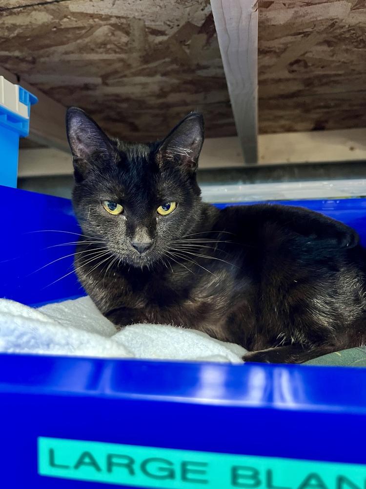 Enlarge Luna, a Adoptable Domestic Short Hair in Bolton, CT image 4/6