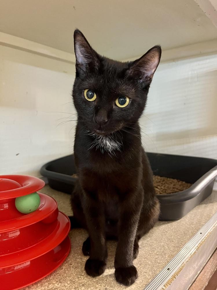 Enlarge Luna, a Adoptable Domestic Short Hair in Bolton, CT image 5/6