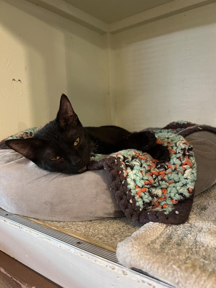 Enlarge Luna, a Adoptable Domestic Short Hair in Bolton, CT image 6/6