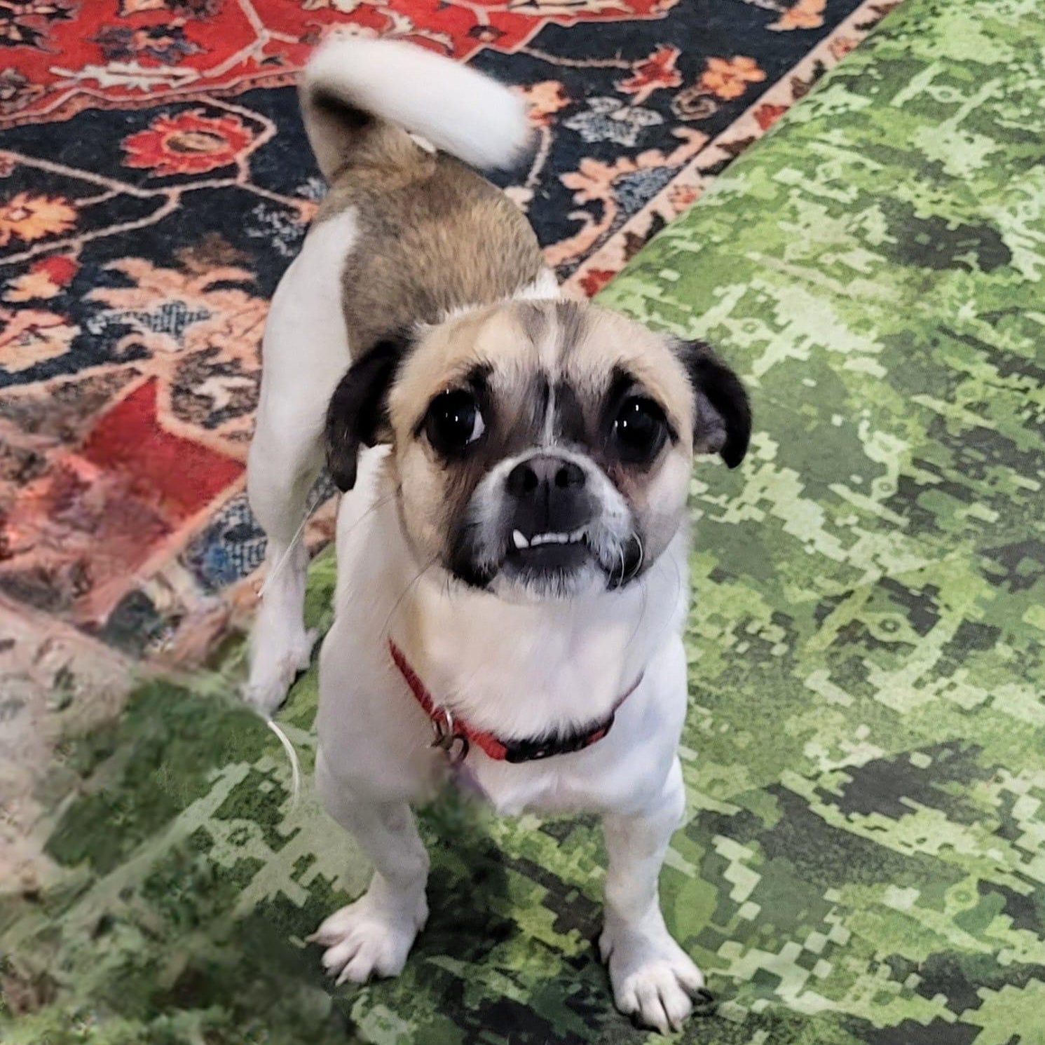 Capone, ADOPTABLE, Young Male Pug & Chihuahua.