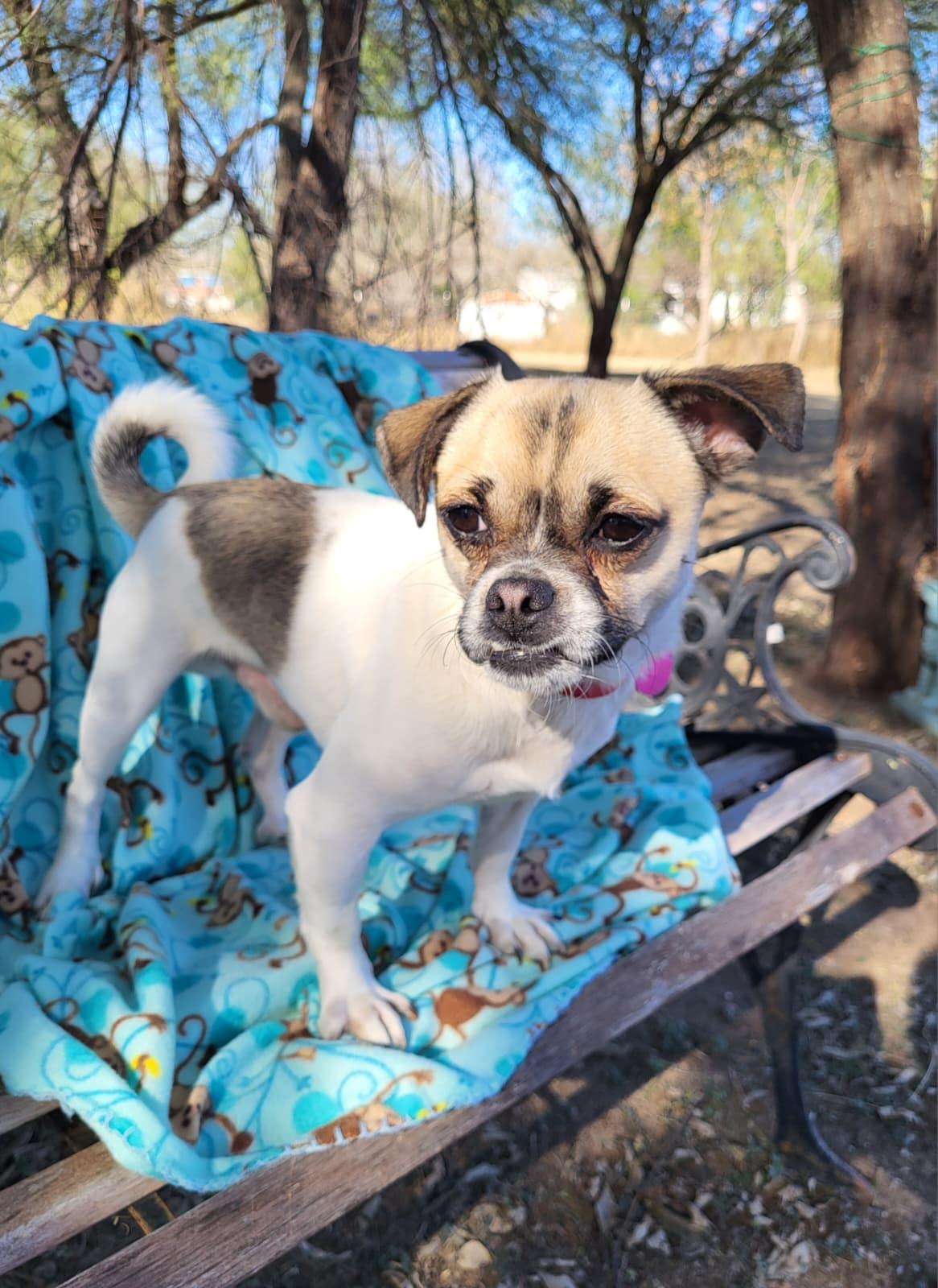 Enlarge Capone, a ADOPTABLE mixed breed in Southport, CT image 6/6