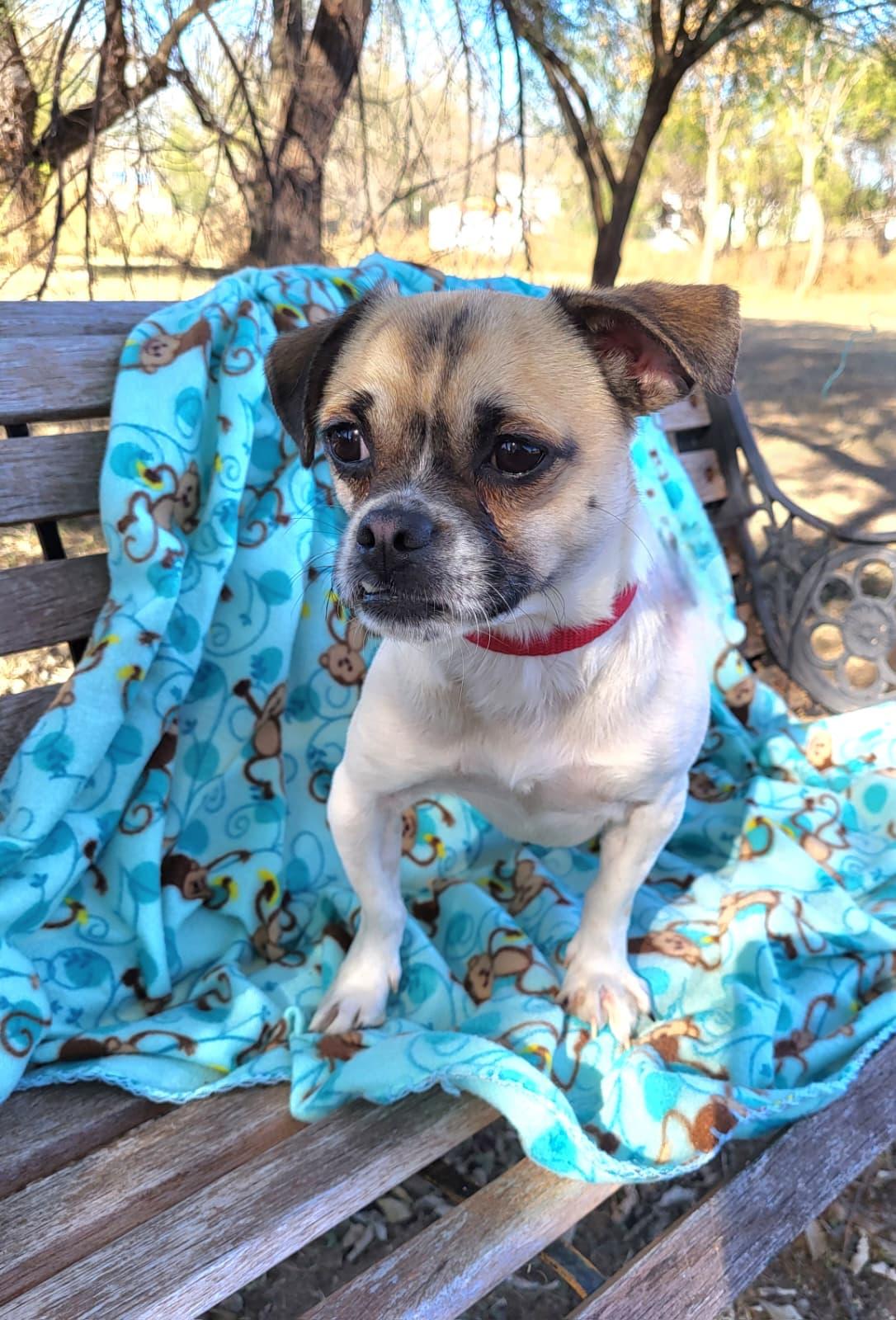 Enlarge Capone, a ADOPTABLE mixed breed in Southport, CT image 3/6