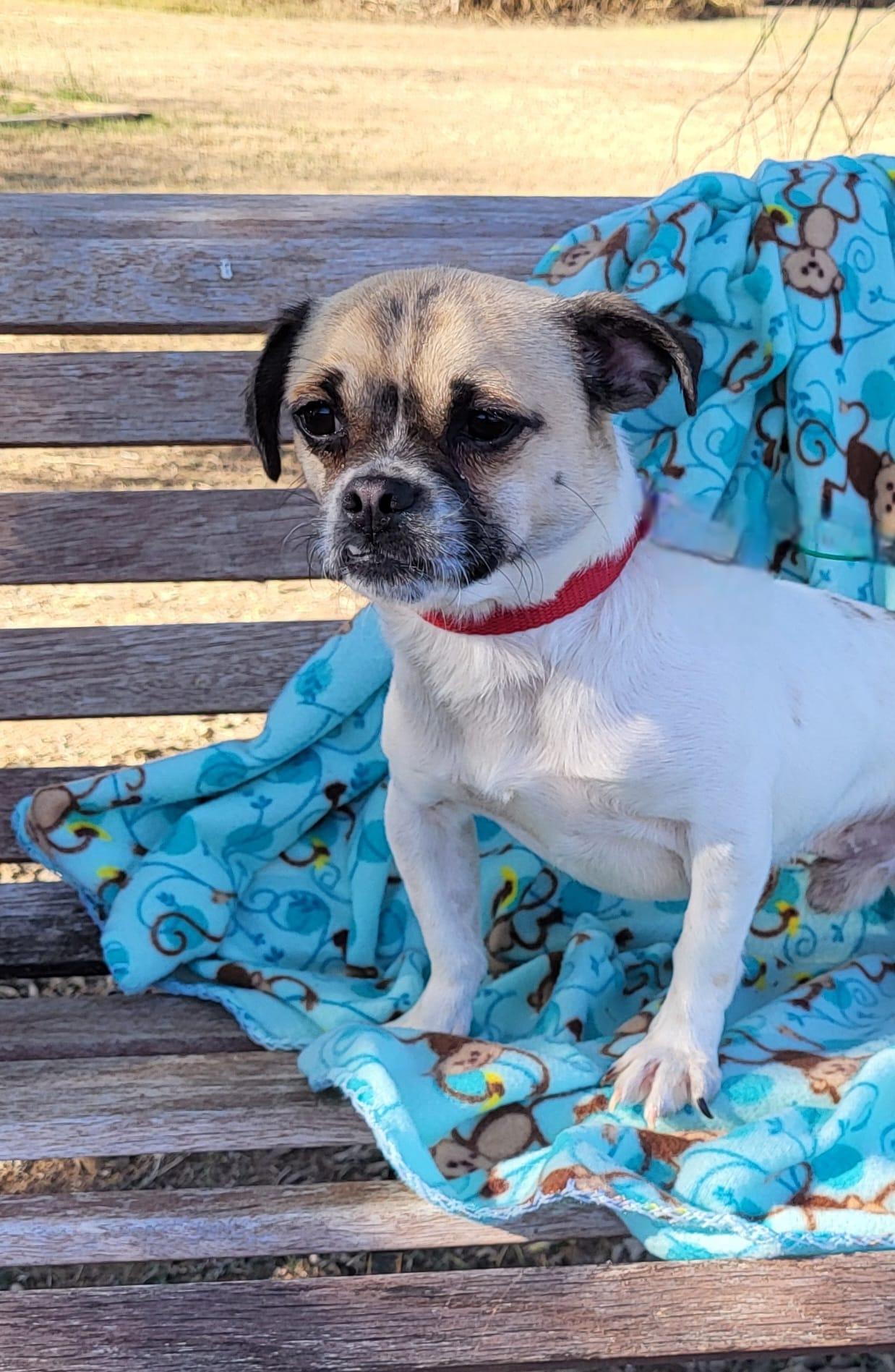 Enlarge Capone, a ADOPTABLE mixed breed in Southport, CT image 4/6