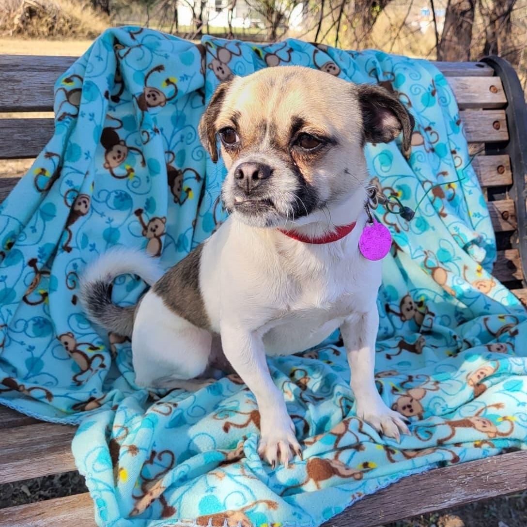 Enlarge Capone, a ADOPTABLE mixed breed in Southport, CT image 2/6