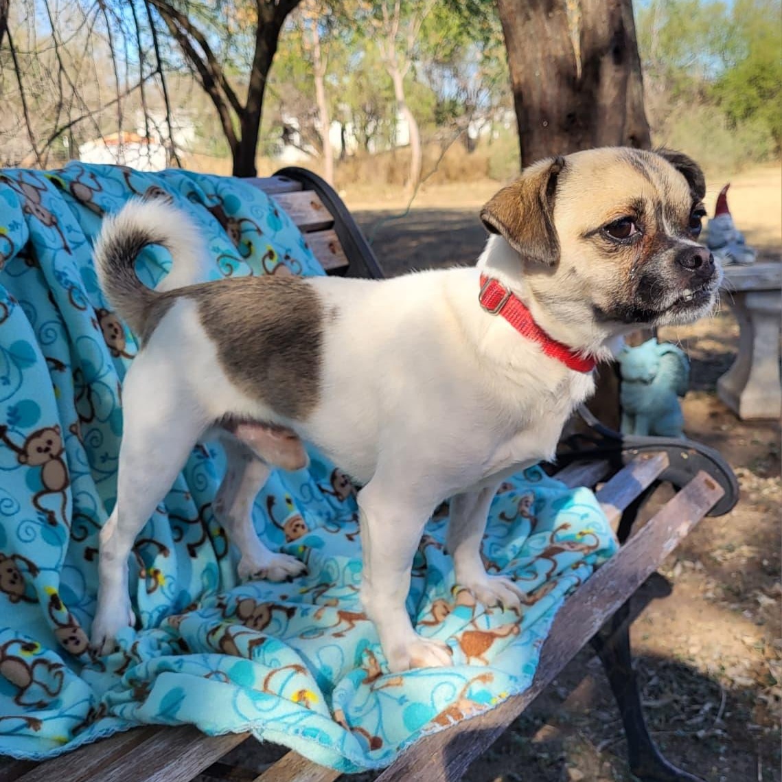 Enlarge Capone, a ADOPTABLE mixed breed in Southport, CT image 5/6