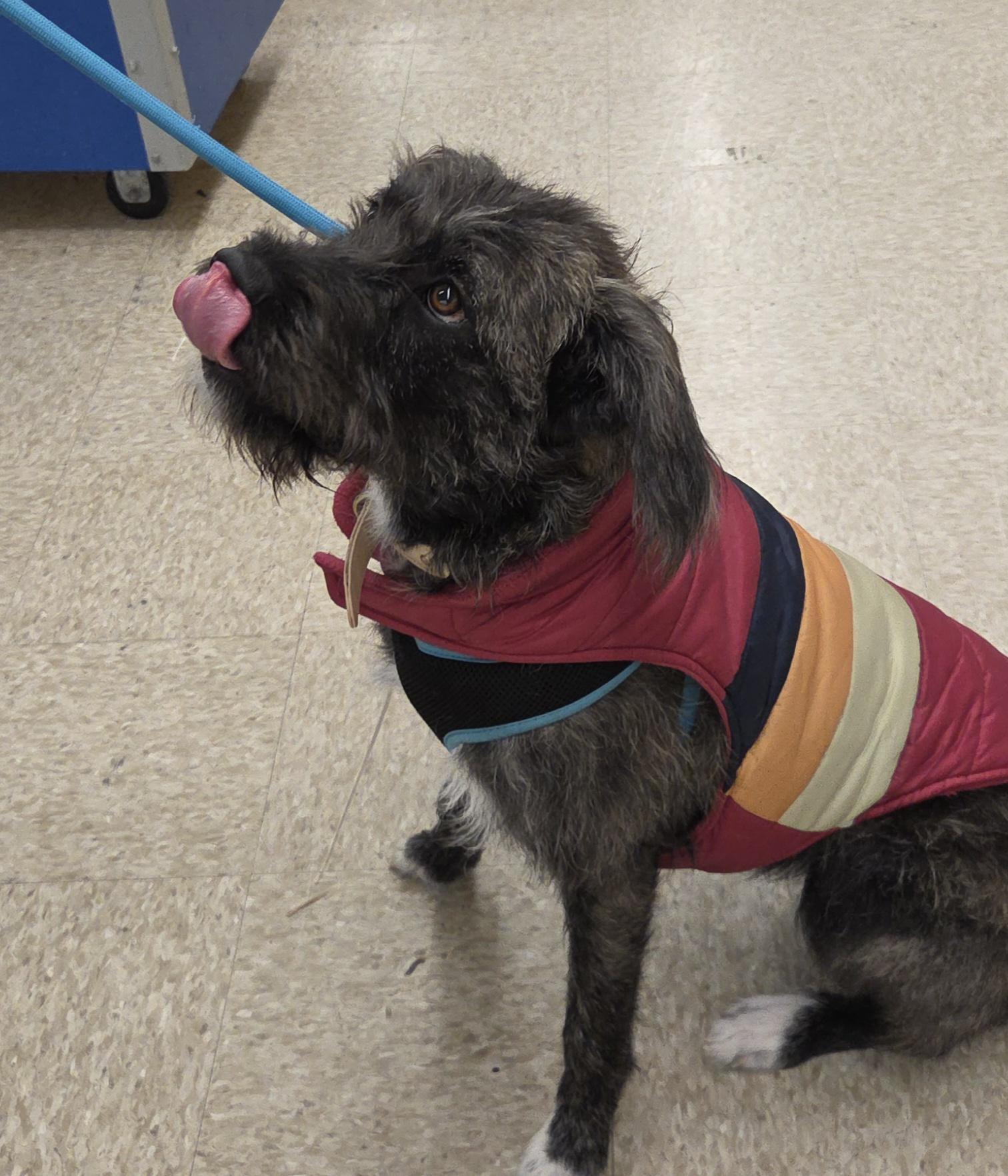 RUBY, a ADOPTABLE mixed breed in Harrison, MI image 4/4