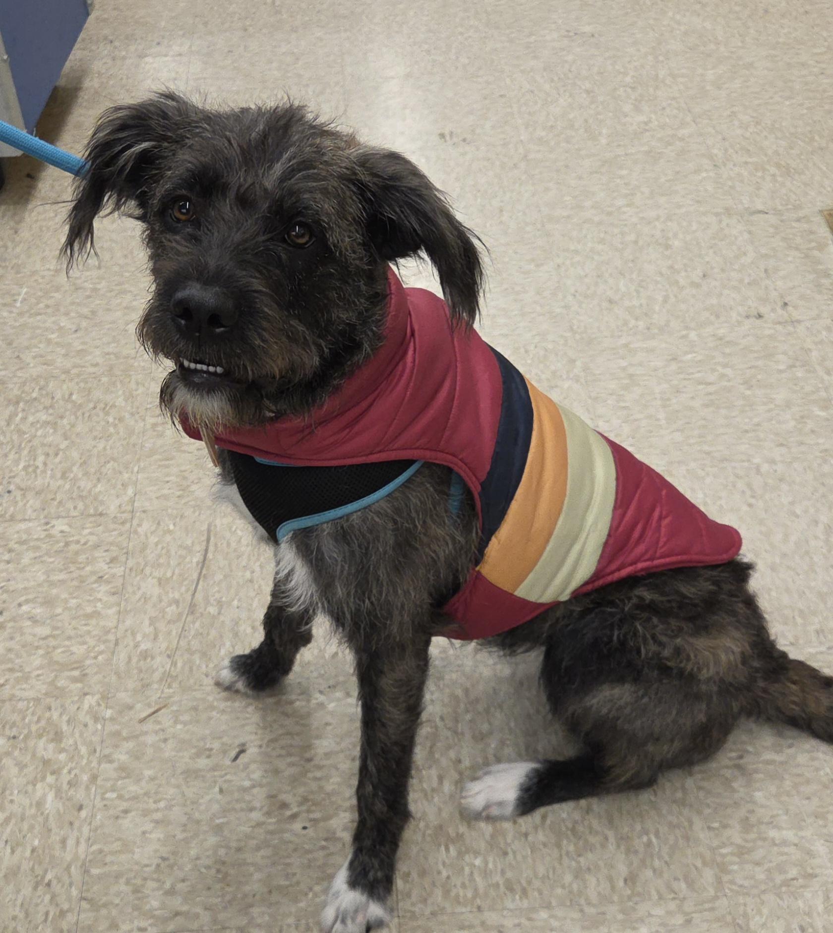 RUBY, a ADOPTABLE mixed breed in Harrison, MI image 3/4