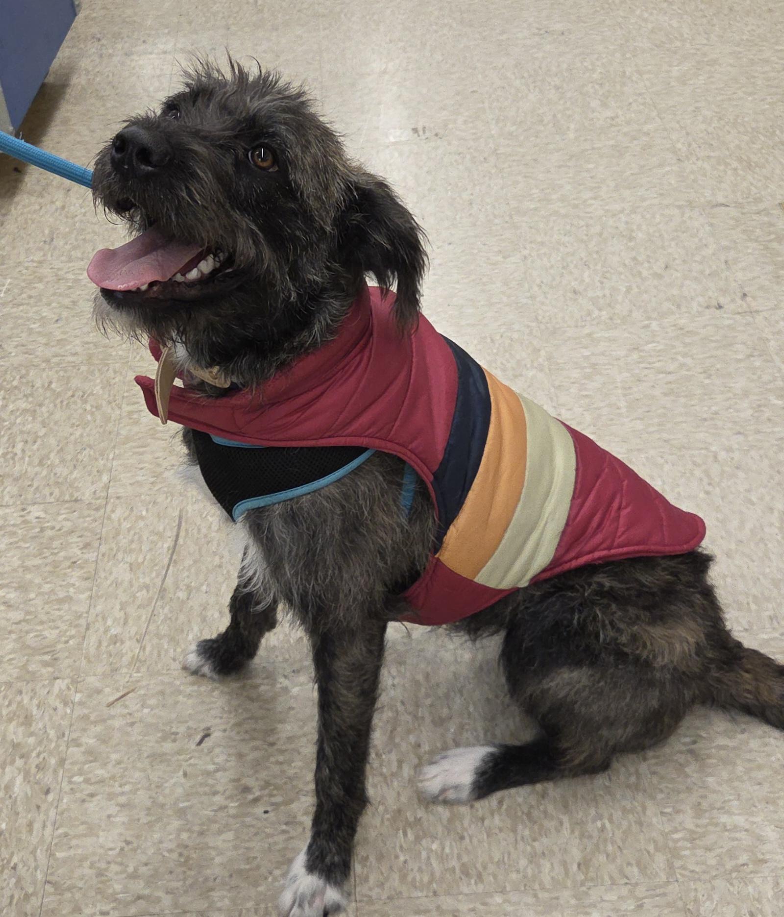 RUBY, a ADOPTABLE mixed breed in Harrison, MI image 2/4