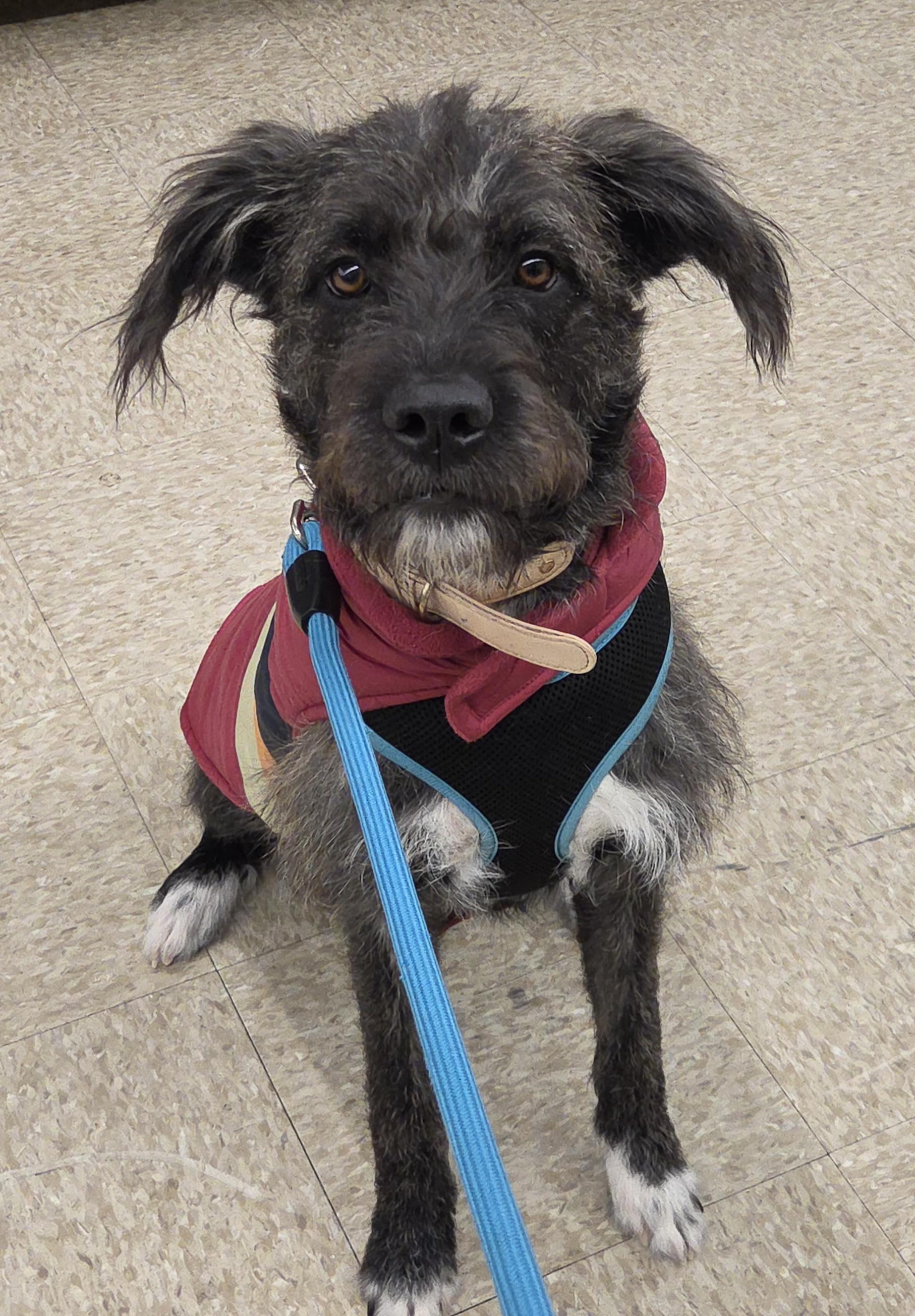 RUBY, ADOPTABLE, Young Female Labradoodle & Black Labrador Retriever.