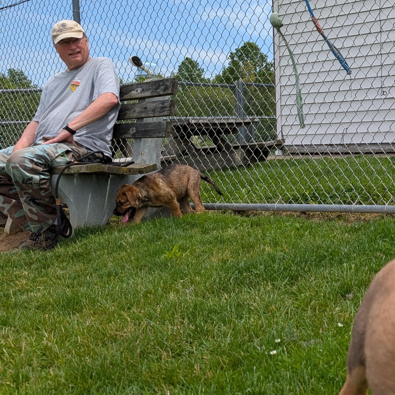 Enlarge 190508 LOOKING FOR OWNER, a ADOPTABLE mixed breed in Ravenna, OH image 5/6