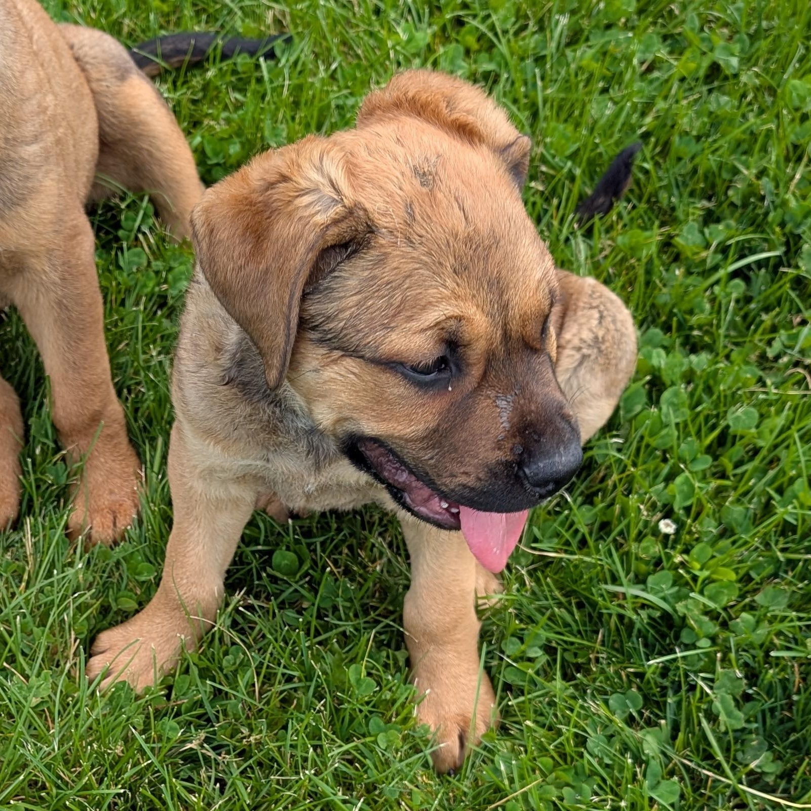 190508 LOOKING FOR OWNER, ADOPTABLE, Young Male Mastiff & Shepherd.