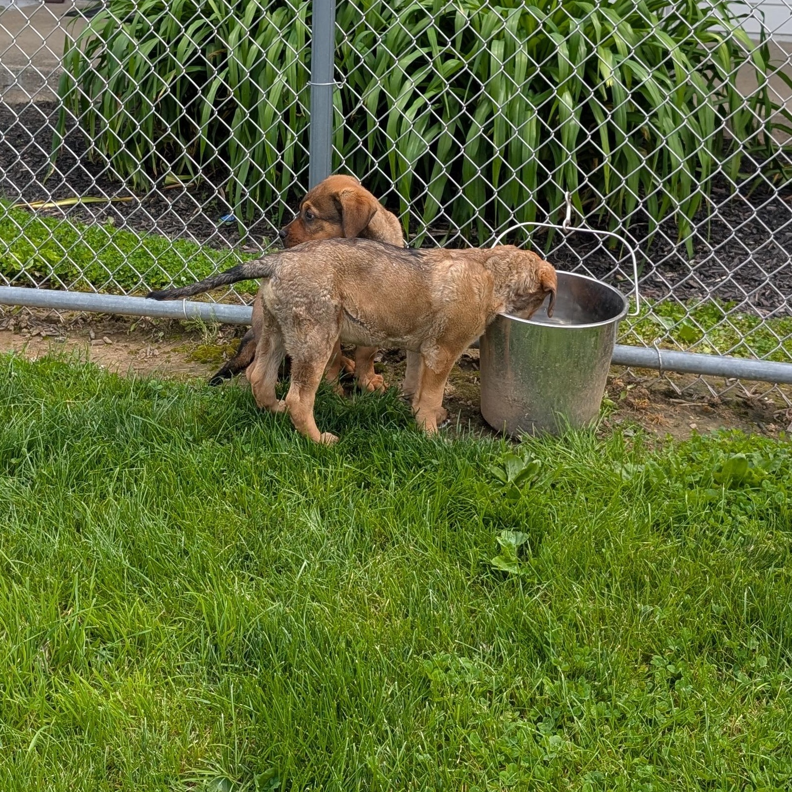 Enlarge 190508 LOOKING FOR OWNER, a ADOPTABLE mixed breed in Ravenna, OH image 4/6