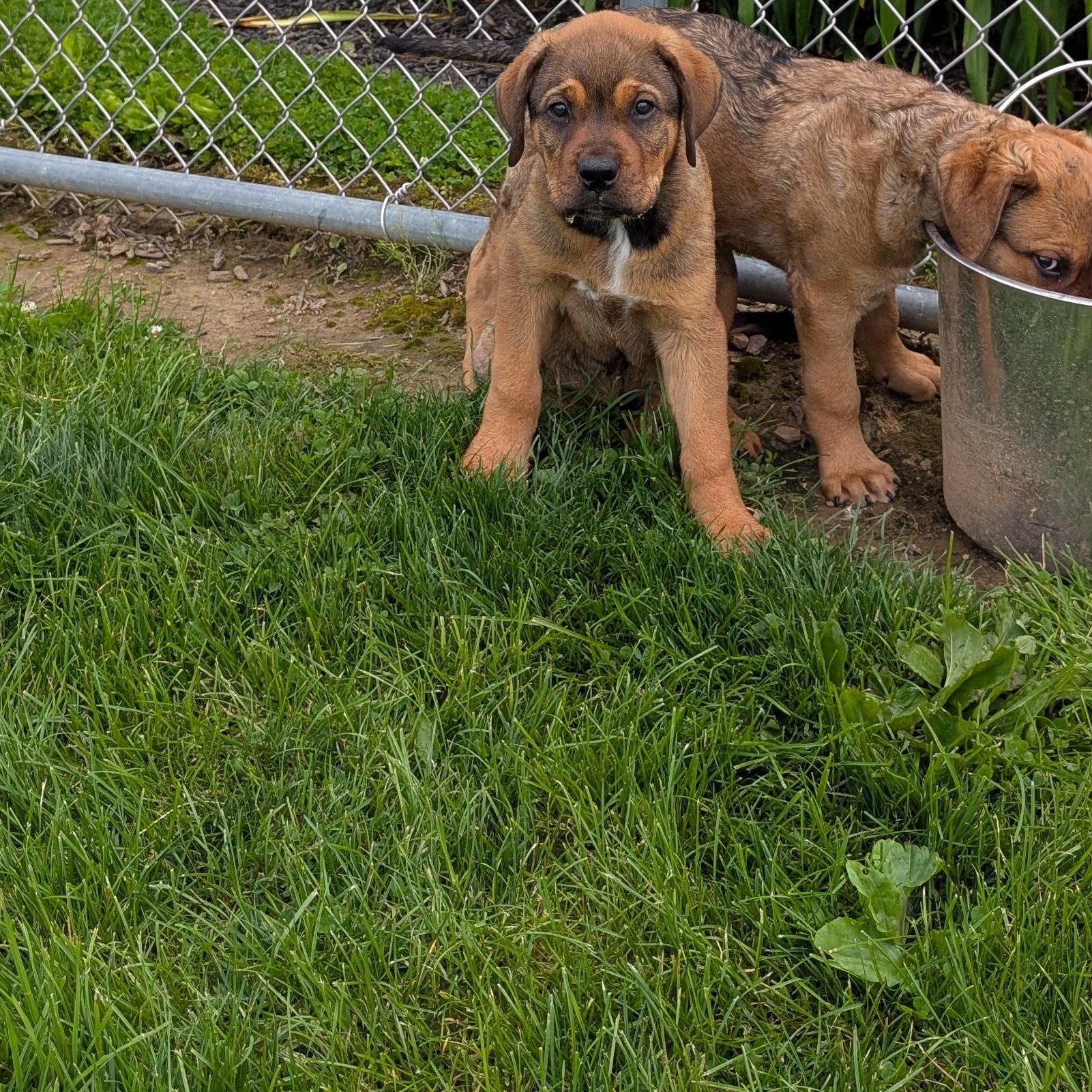 Enlarge 190508 LOOKING FOR OWNER, a ADOPTABLE mixed breed in Ravenna, OH image 6/6