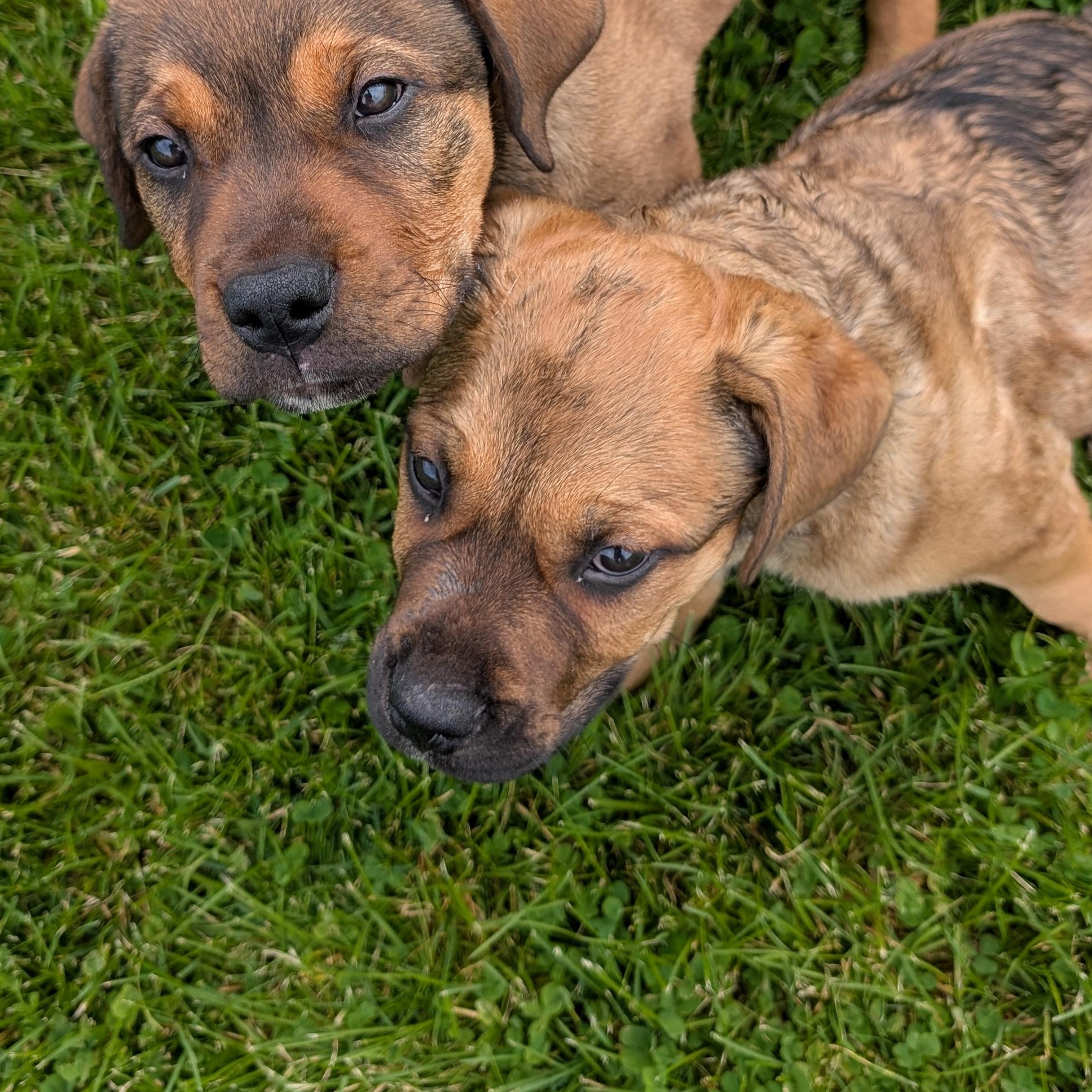 Enlarge 190508 LOOKING FOR OWNER, a ADOPTABLE mixed breed in Ravenna, OH image 2/6