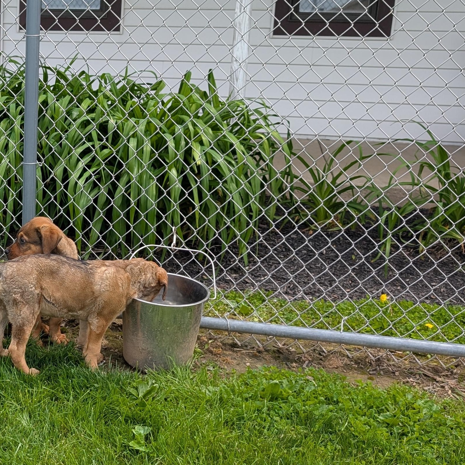 Enlarge 190508 LOOKING FOR OWNER, a ADOPTABLE mixed breed in Ravenna, OH image 3/6