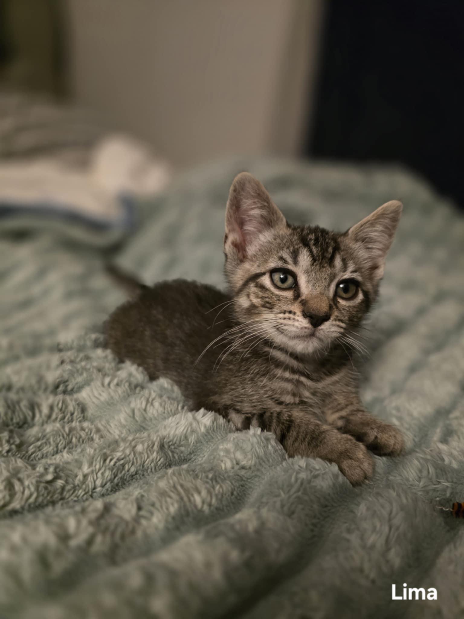 Lima, a Adoptable mixed breed in Plain City, OH image 2/4