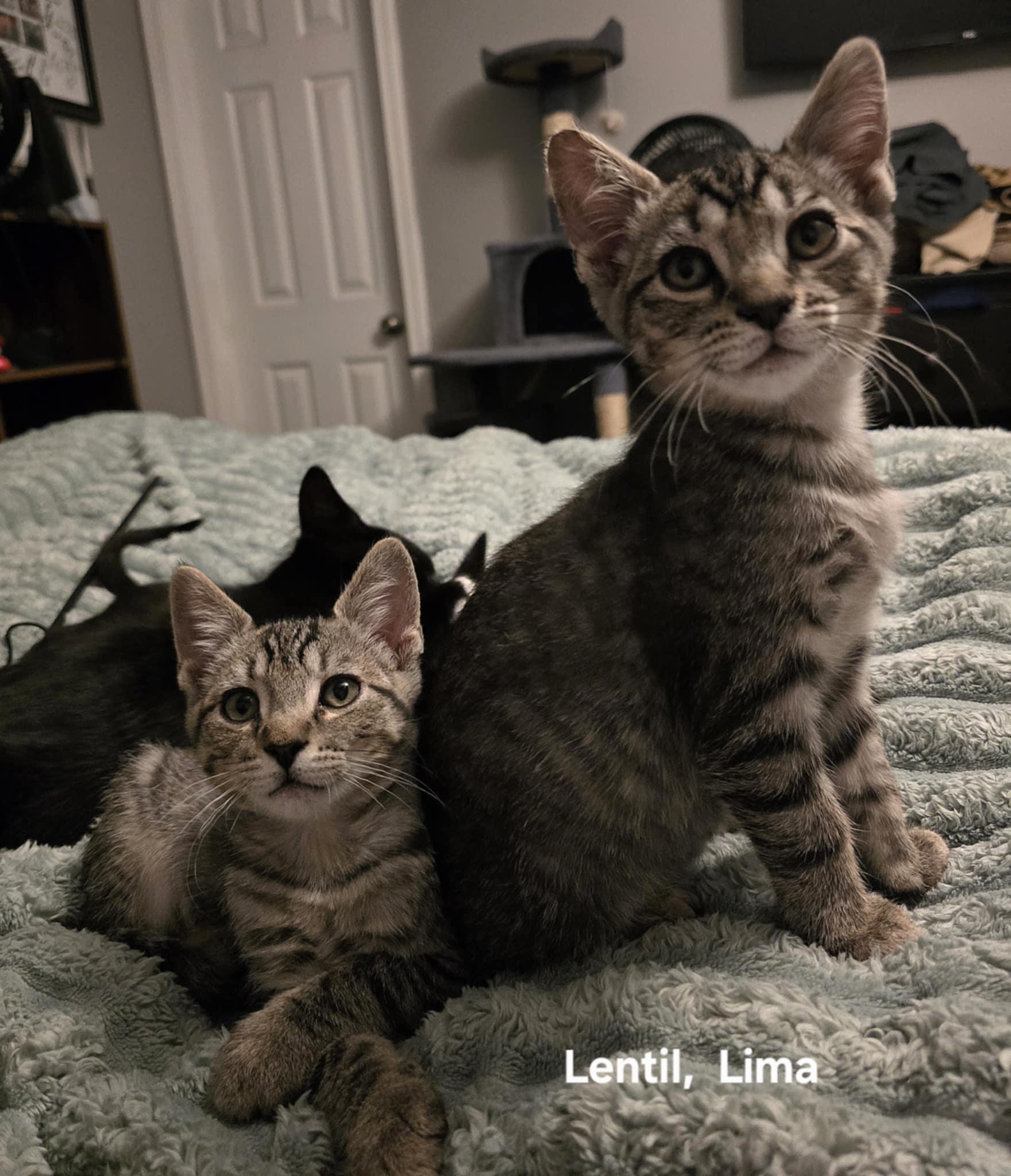 Lima, a Adoptable mixed breed in Plain City, OH image 4/4