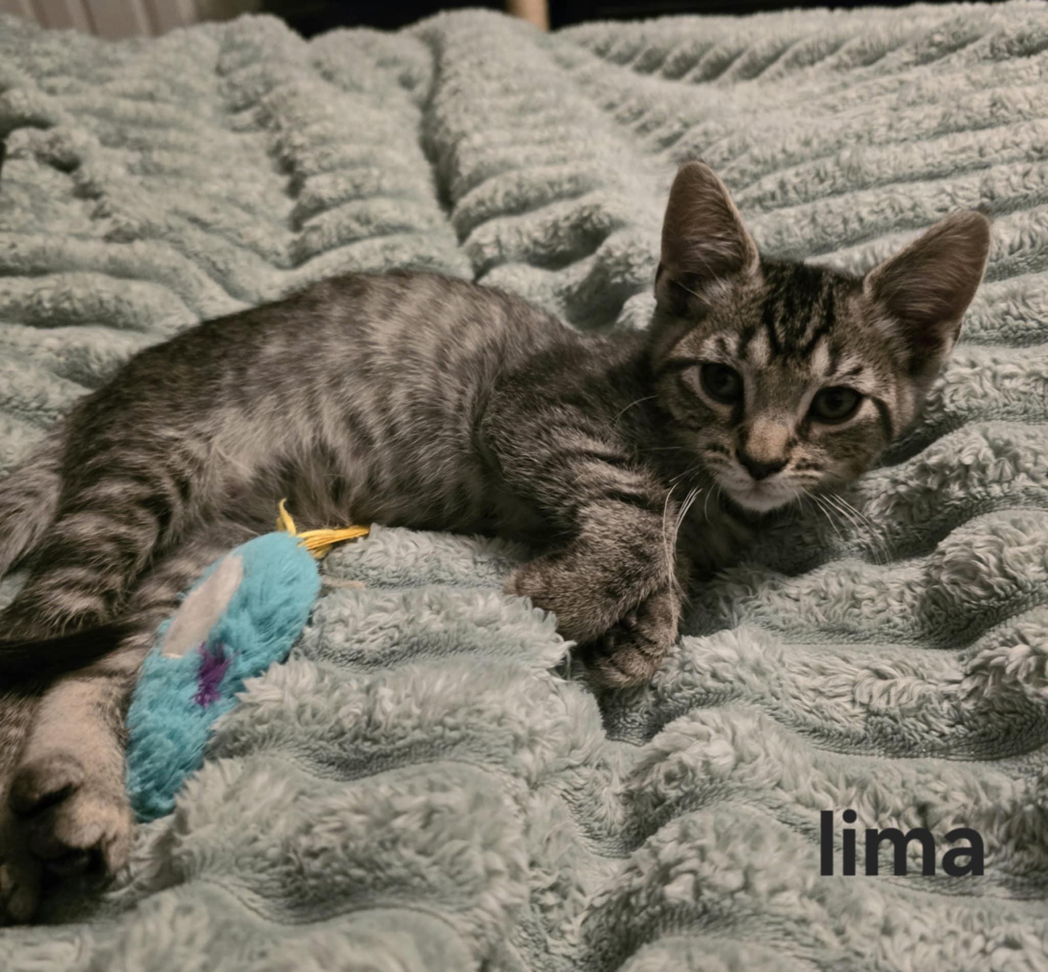 Lima, a Adoptable mixed breed in Plain City, OH image 1/4