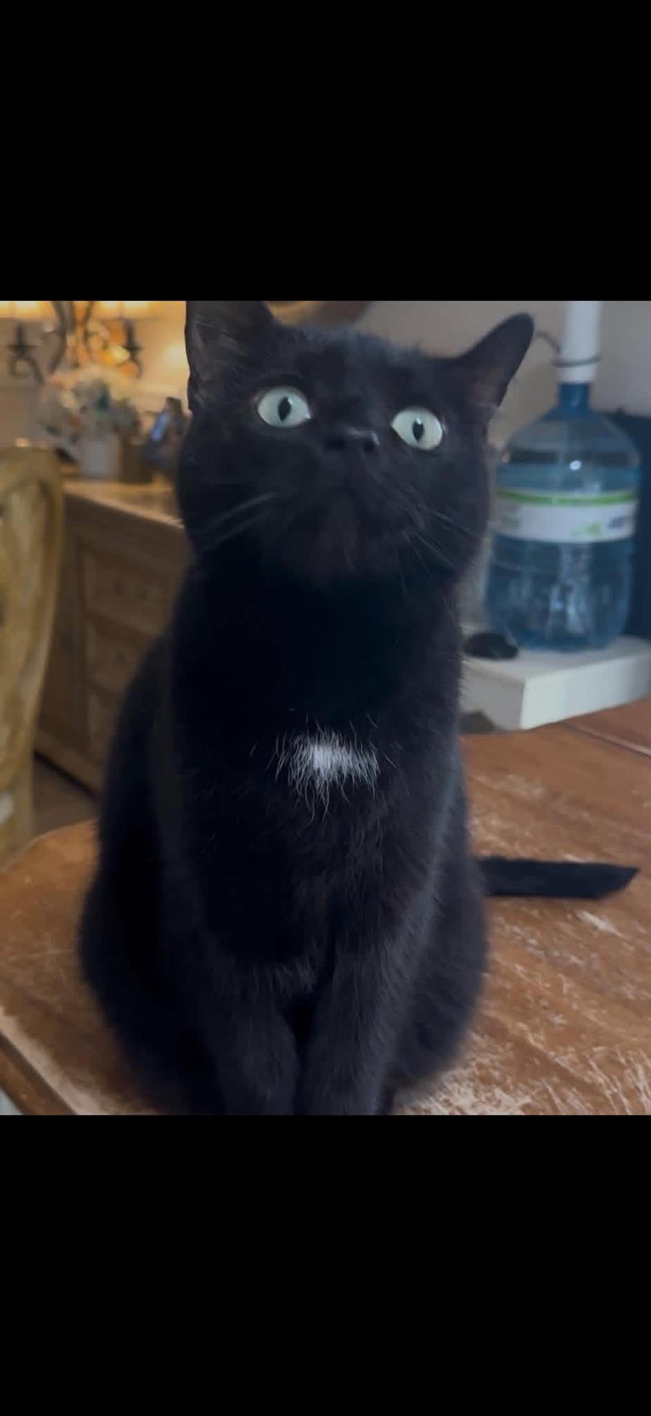 Enlarge Julia, a ADOPTABLE Domestic Short Hair in Toms River, NJ image 1/1