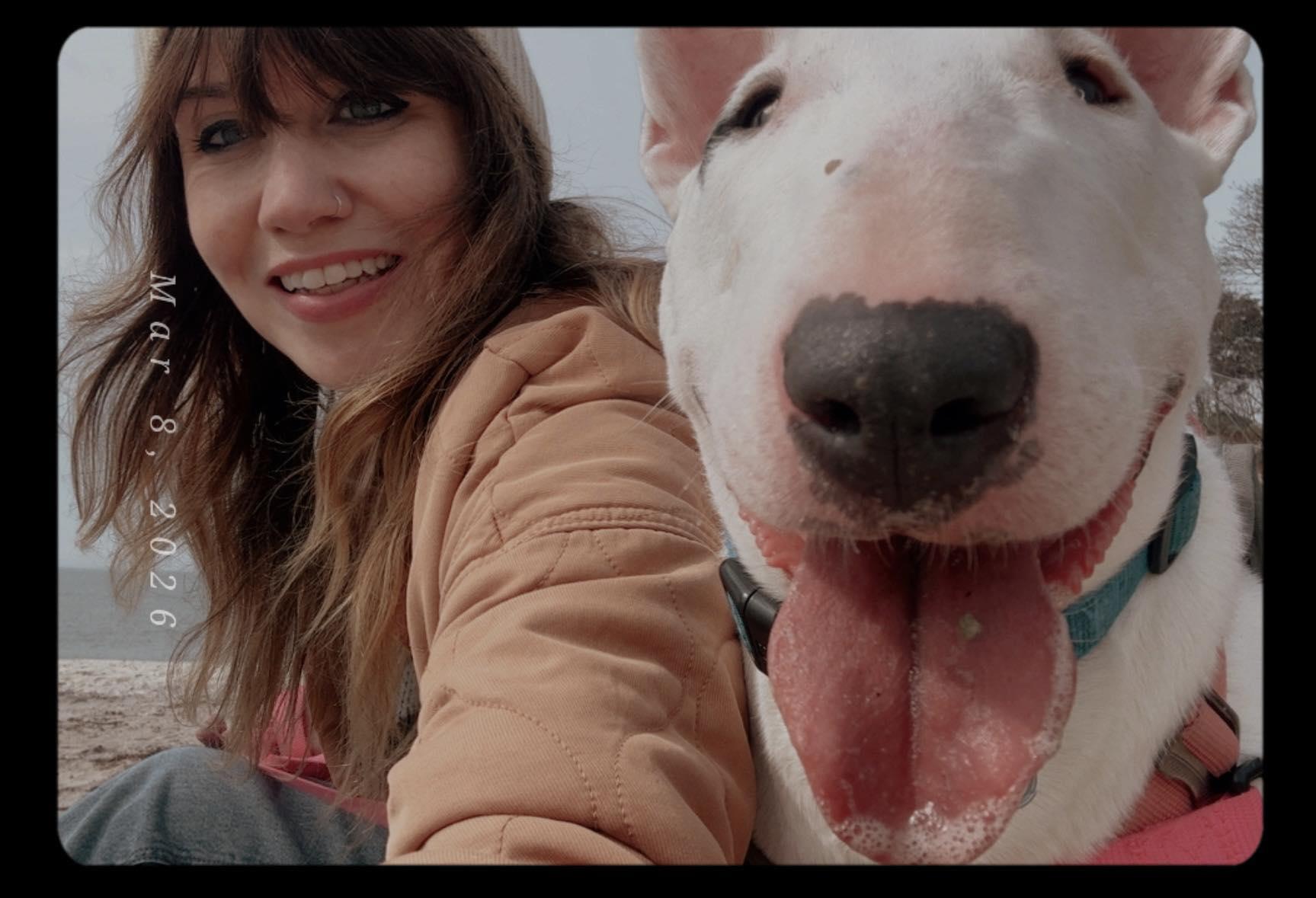26-026 Blanche, Adoptable, Adult Female Bull Terrier.