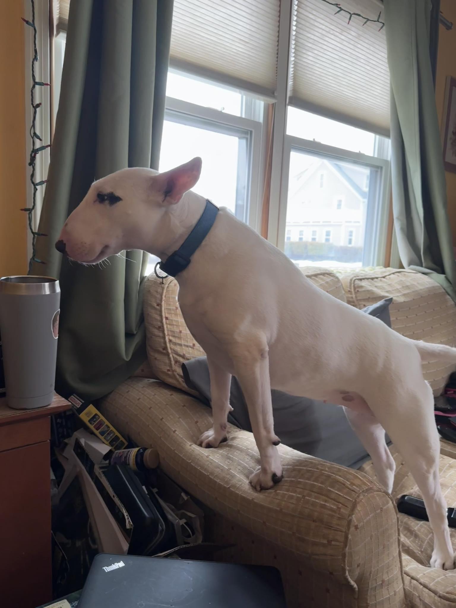 Enlarge 26-026 Blanche, a Adoptable Bull Terrier in New York, NY image 2/4