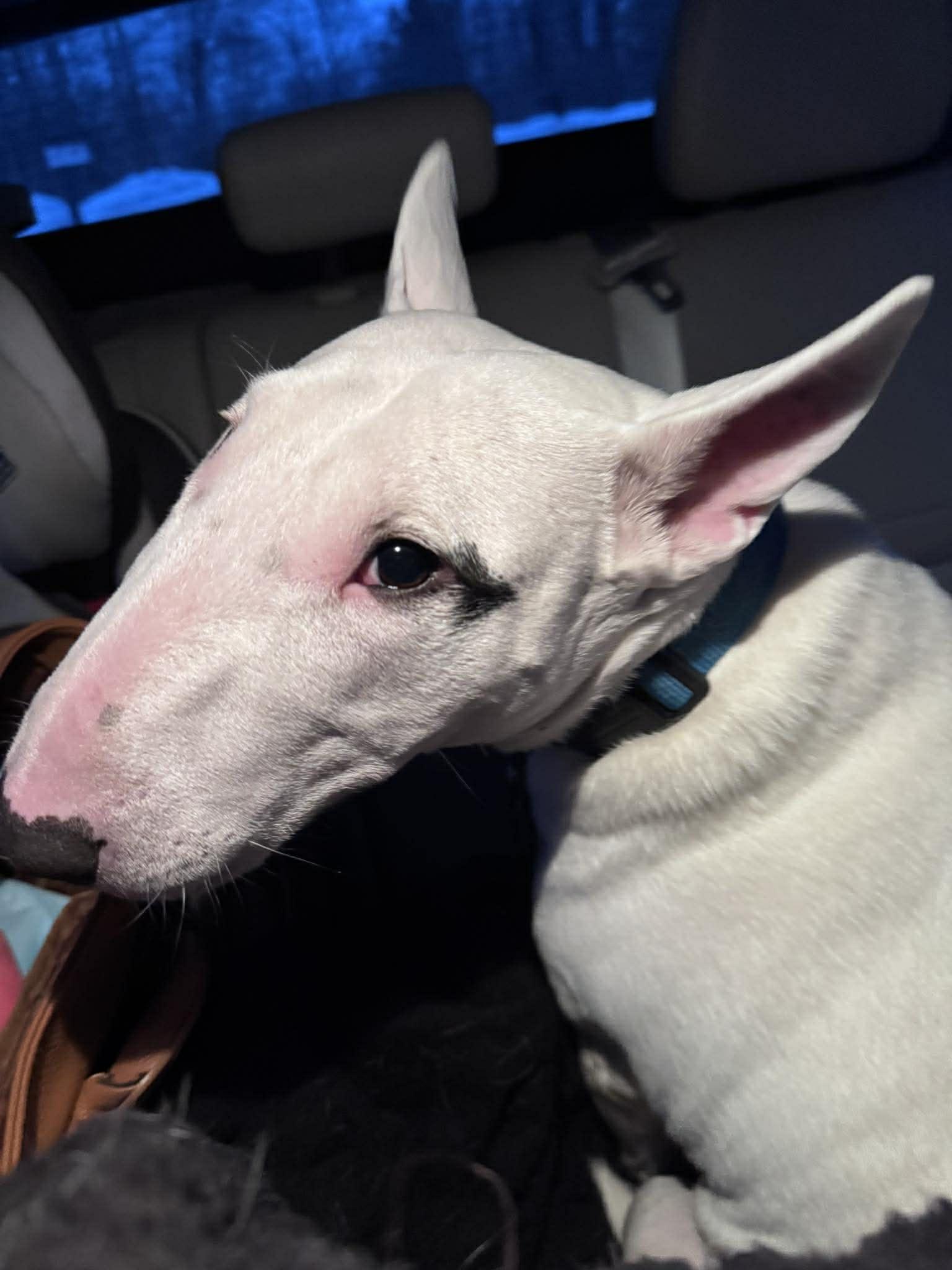 Enlarge 26-026 Blanche, a Adoptable Bull Terrier in New York, NY image 3/4