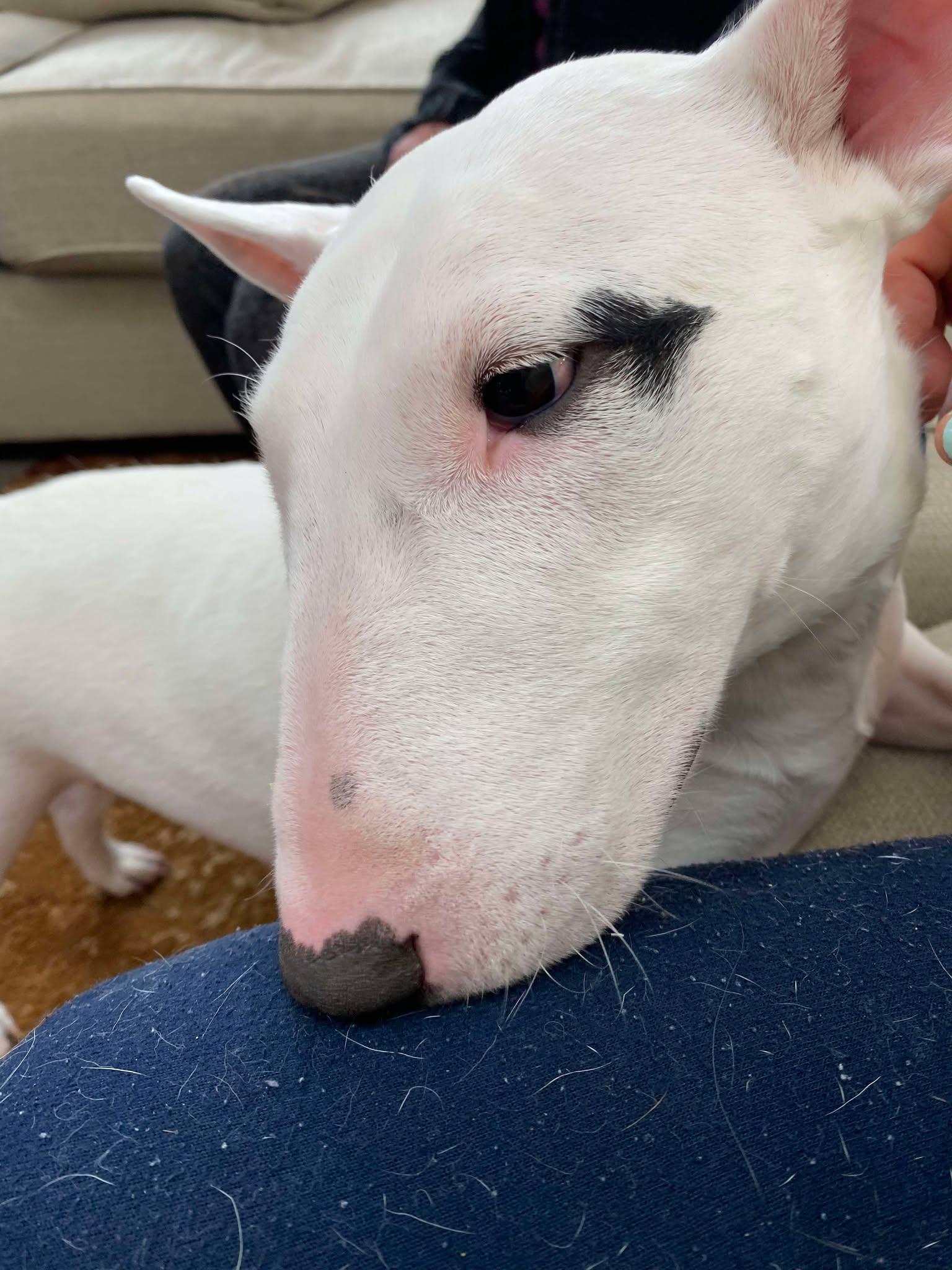 Enlarge 26-026 Blanche, a Adoptable Bull Terrier in New York, NY image 4/4
