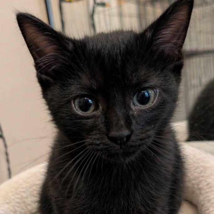 Cleo, ADOPTABLE, Kitten Female Domestic Short Hair.