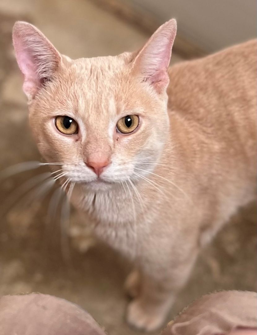 Peachy, Adoptable, Adult Male Domestic Short Hair.