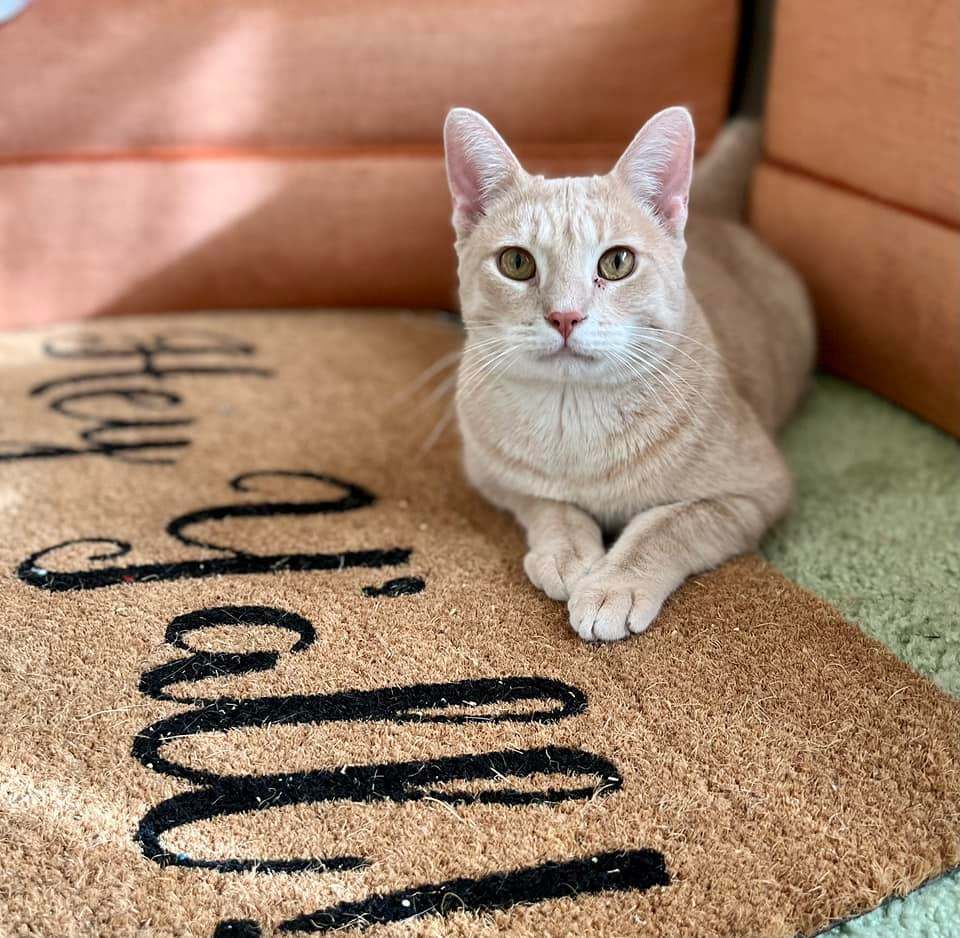 Peachy, a Adoptable Domestic Short Hair in Fort Worth, TX image 2/5