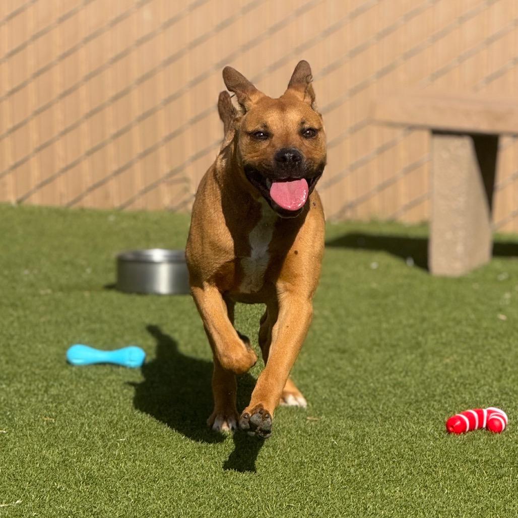 Enlarge Simba, a Adoptable mixed breed in Santa Barbara, CA image 1/6