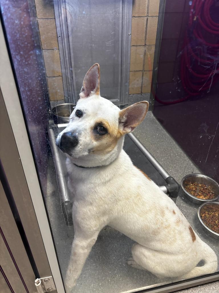 Enlarge Lilo, a Adoptable mixed breed in Greenfield, IN image 1/1