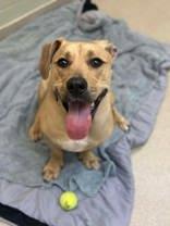 Enlarge Zeke, an adopted Mixed Breed in Manitowoc, WI image 1/1