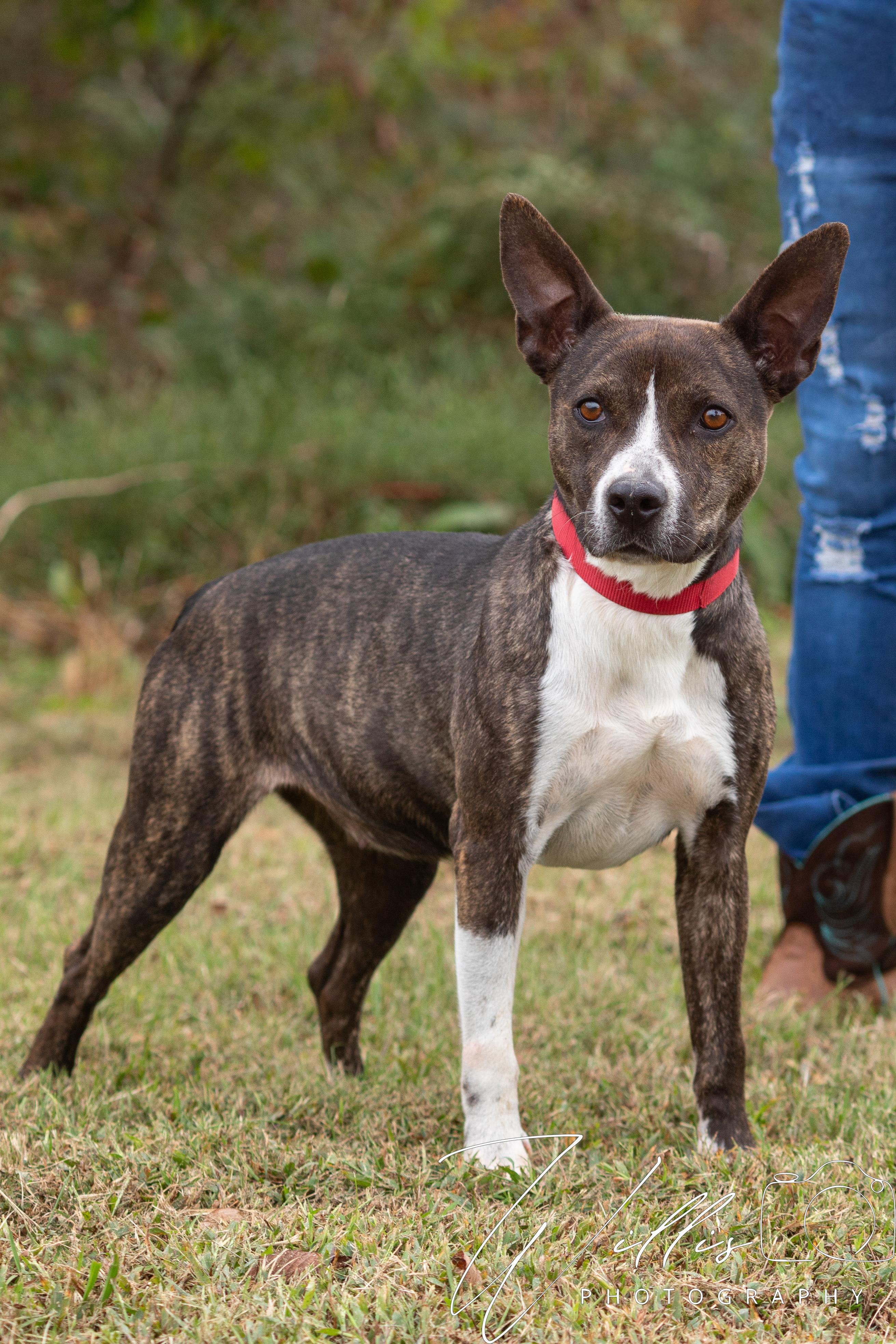Kira, Adoptable, Adult Female Pit Bull Terrier.
