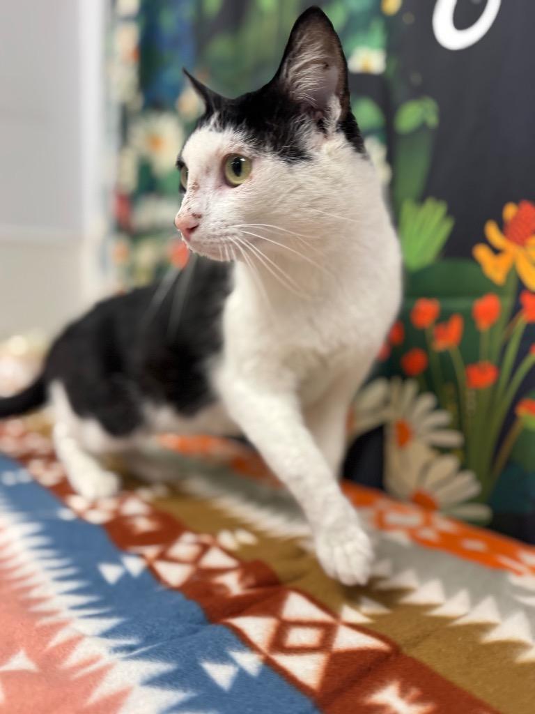 Roughin, Adoptable, Young Male Domestic Short Hair.