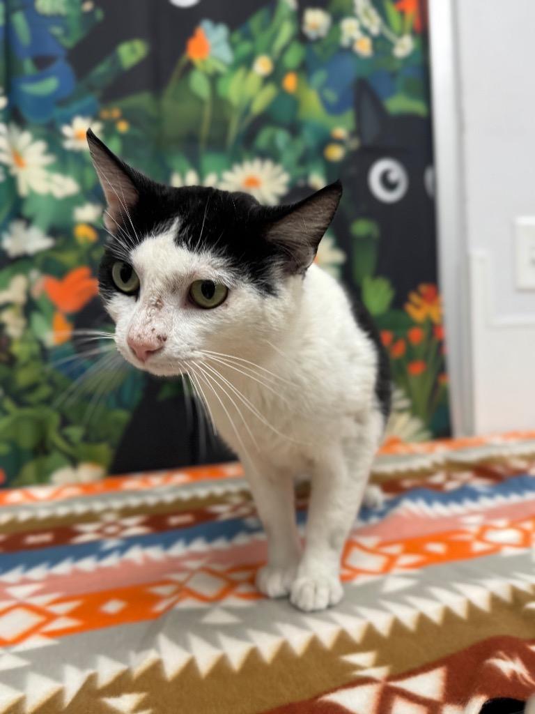 Enlarge Roughin, a Adoptable mixed breed in Belton, TX image 2/2