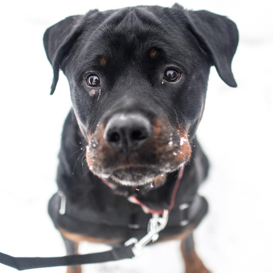 Enlarge Rocky *Coming Soon*, a Adoptable Rottweiler in Dover, NH image 2/4