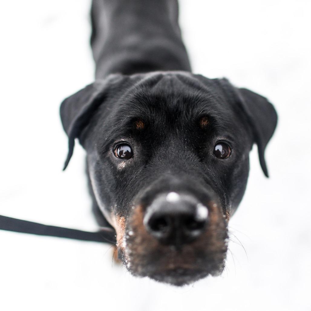 Enlarge Rocky *Coming Soon*, a Adoptable Rottweiler in Dover, NH image 4/4