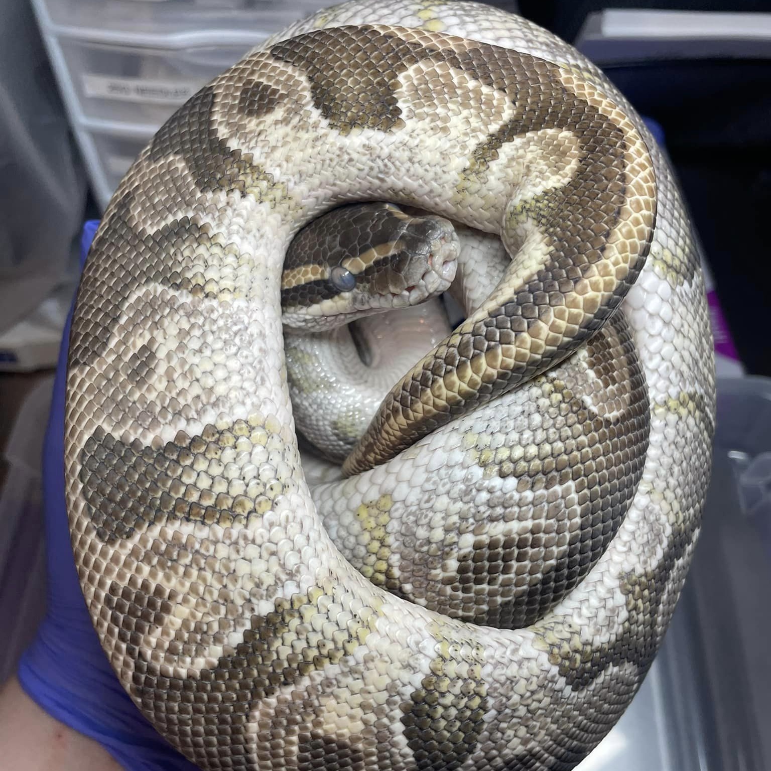 Snake for adoption - Shuckle, a Ball Python in Durham, NC | Petfinder
