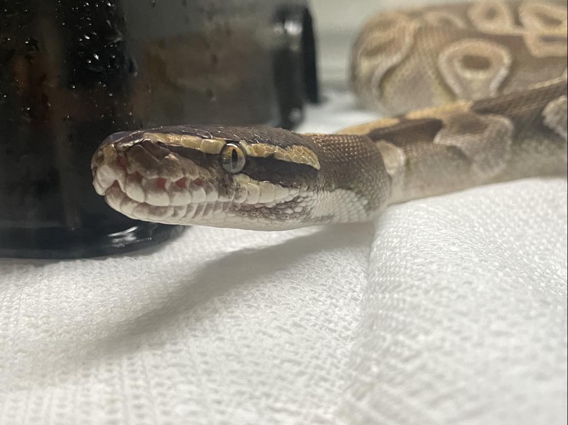 Enlarge Shuckle, a Adoptable Ball Python in Durham, NC image 5/5