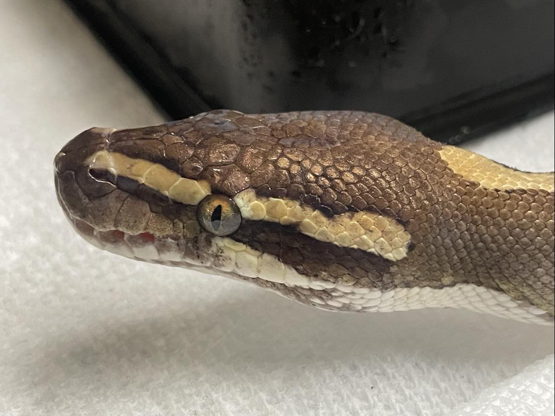 Snake for adoption - Shuckle, a Ball Python in Durham, NC | Petfinder