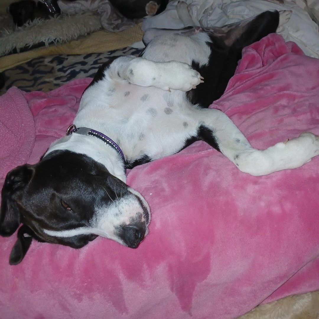 Enlarge Juan Carlos, a Adoptable mixed breed in Springfield, OR image 4/6