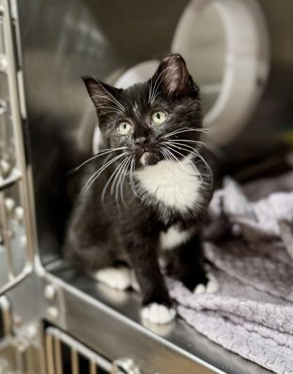 Rita @ PetSmart in Athens, GA, Adoptable, Kitten Female Domestic Short Hair.