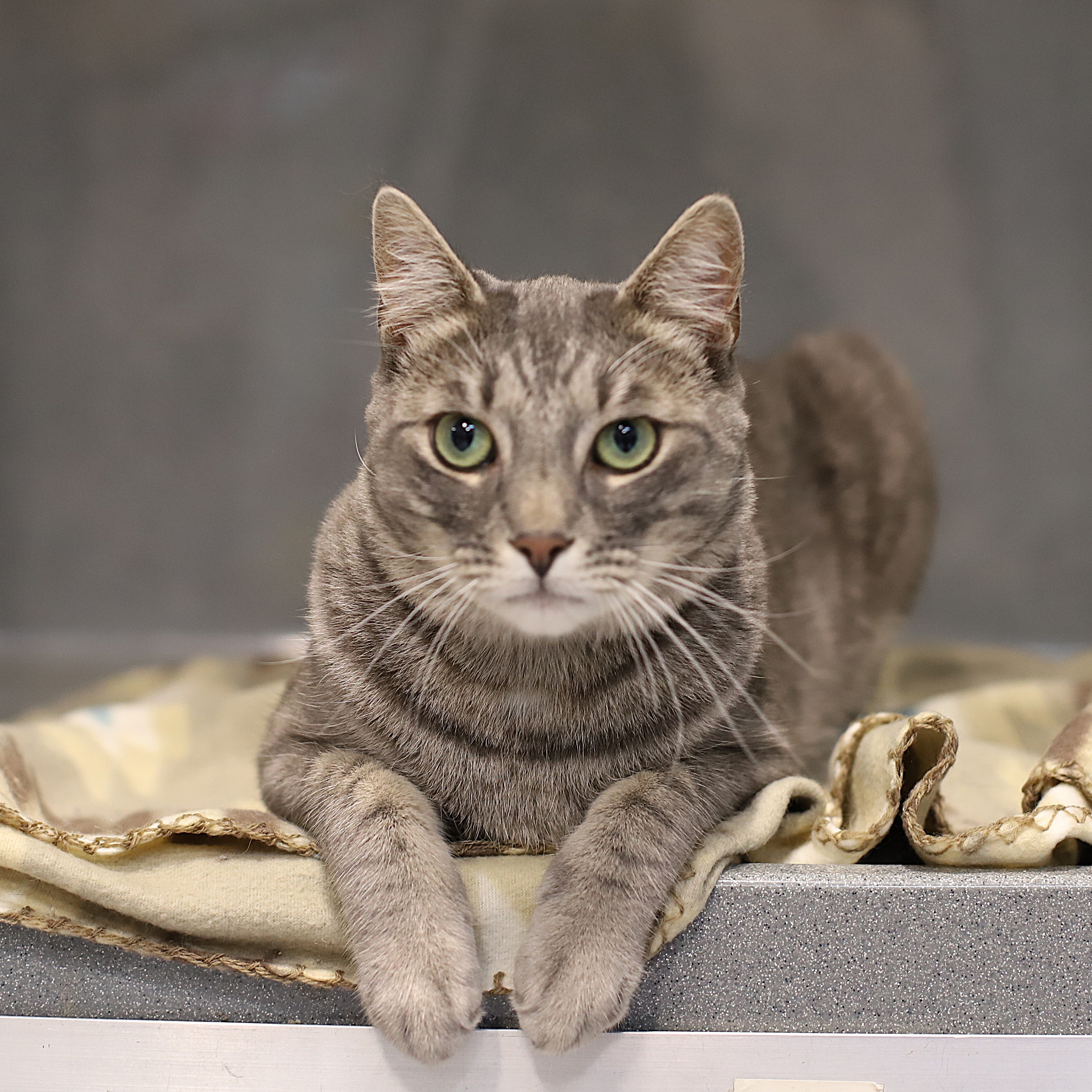 Singer, Adopted, Adult Male Domestic Short Hair.