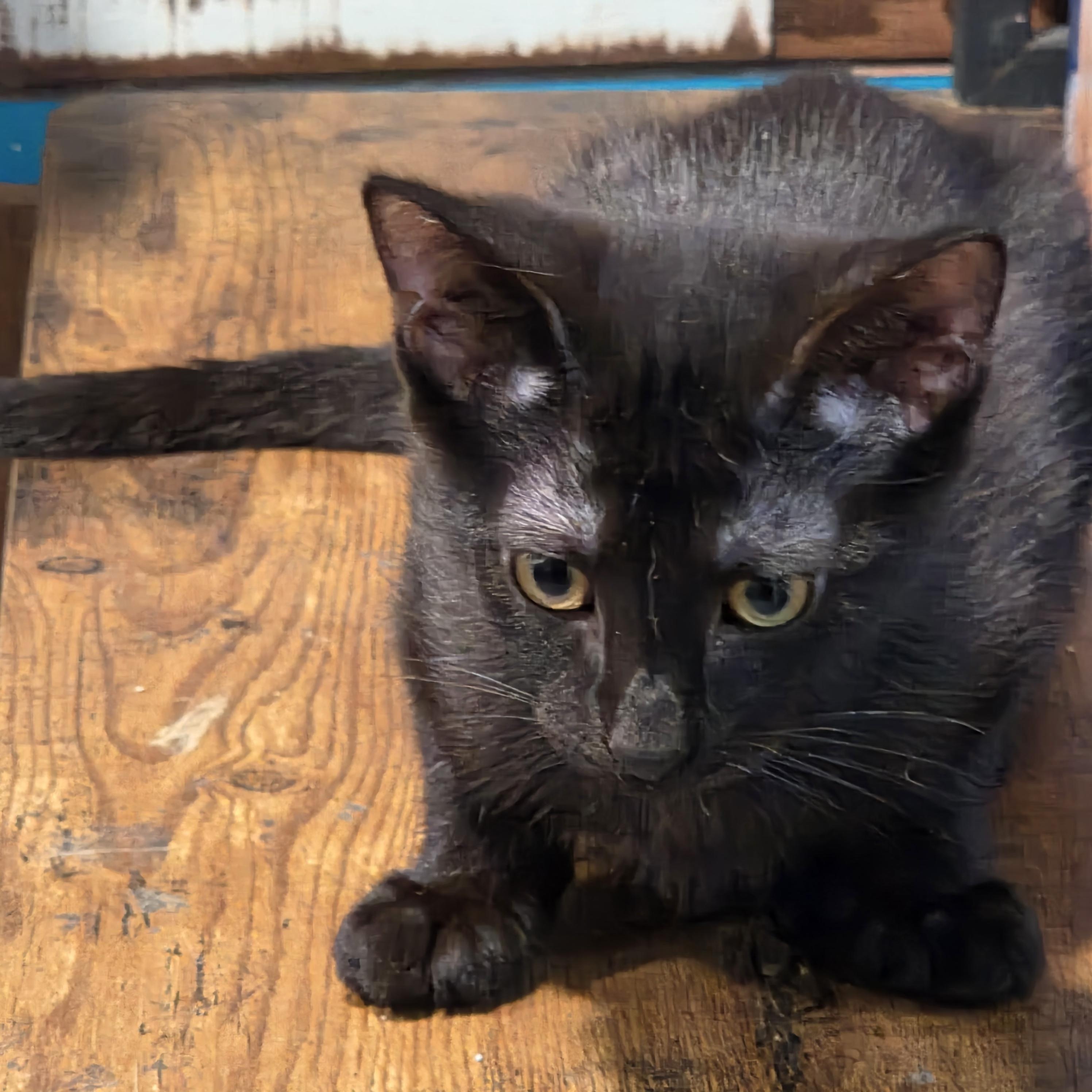 Enlarge Vaughn, a Adoptable Domestic Short Hair in Chicago, IL image 2/3