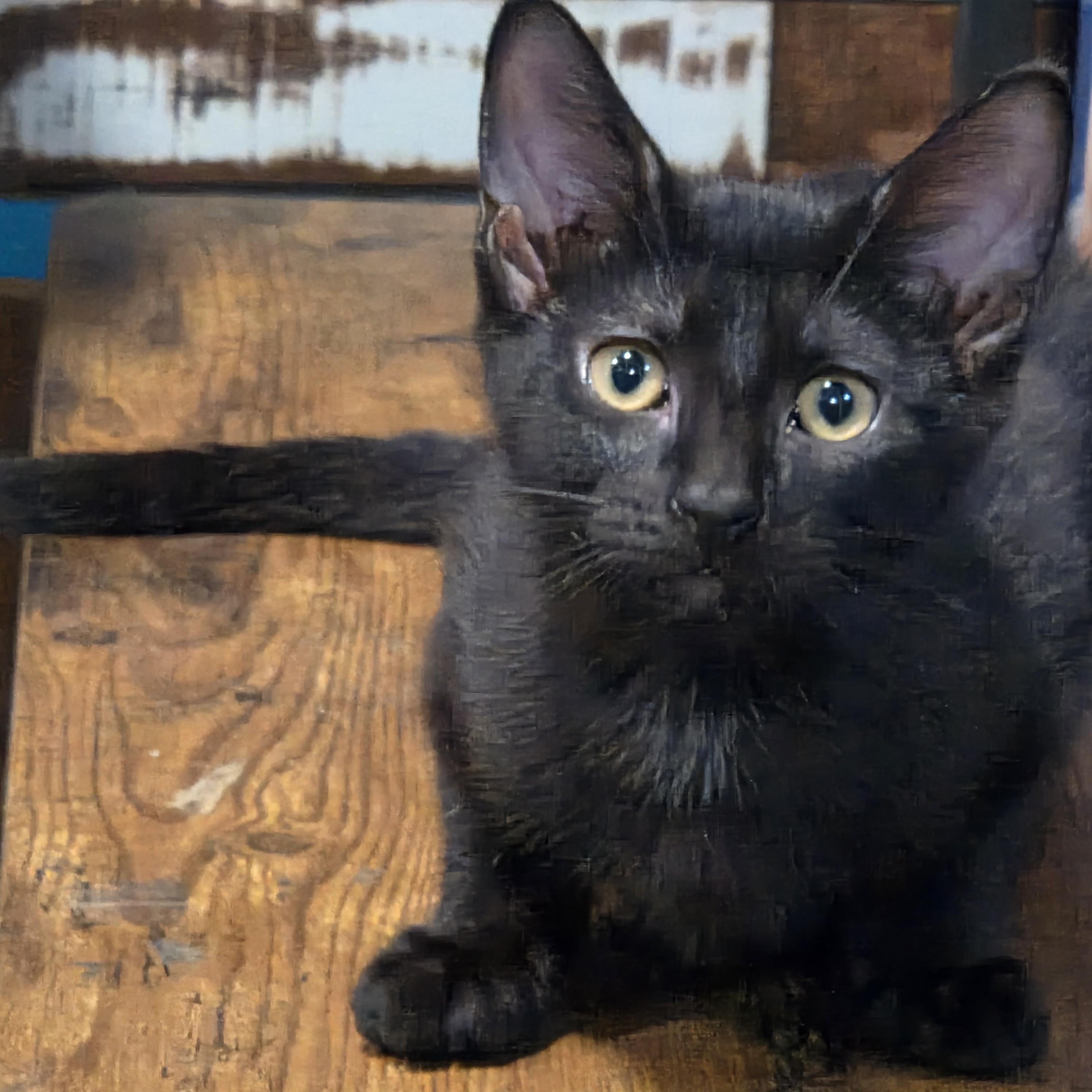 Vaughn, Adoptable, Kitten Male Domestic Short Hair.